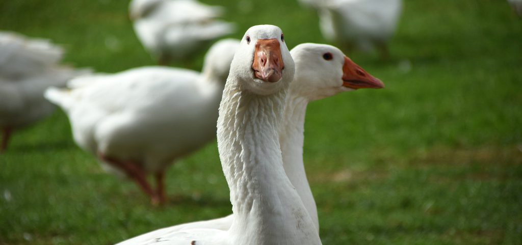 Lieber mein schwan kommt woher Arie: Lohengrin,